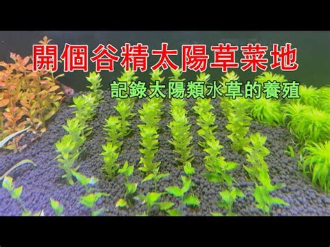 穀精水草|尼泊爾穀精草